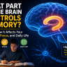 what part in the brain controls memory